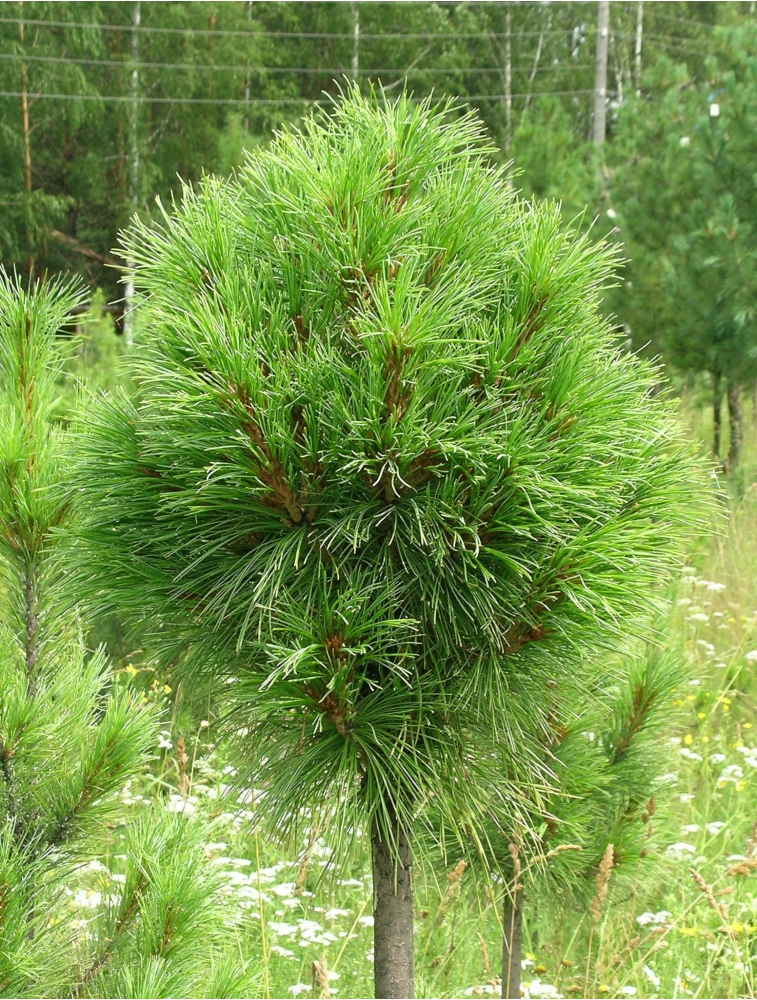 Хвойная 10. Pinus sibirica 'Ermak'. Сосна Pinus sibirica. Pinus sibirica ideal. Pínus sibírica.